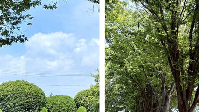 青い空と歩道の木々