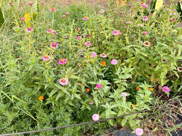 季節の花